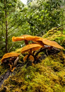 Colourful fungus © JLKDsign 2015