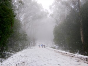 Mt.Donna-Buang.Victoria © JLKDsign 2014