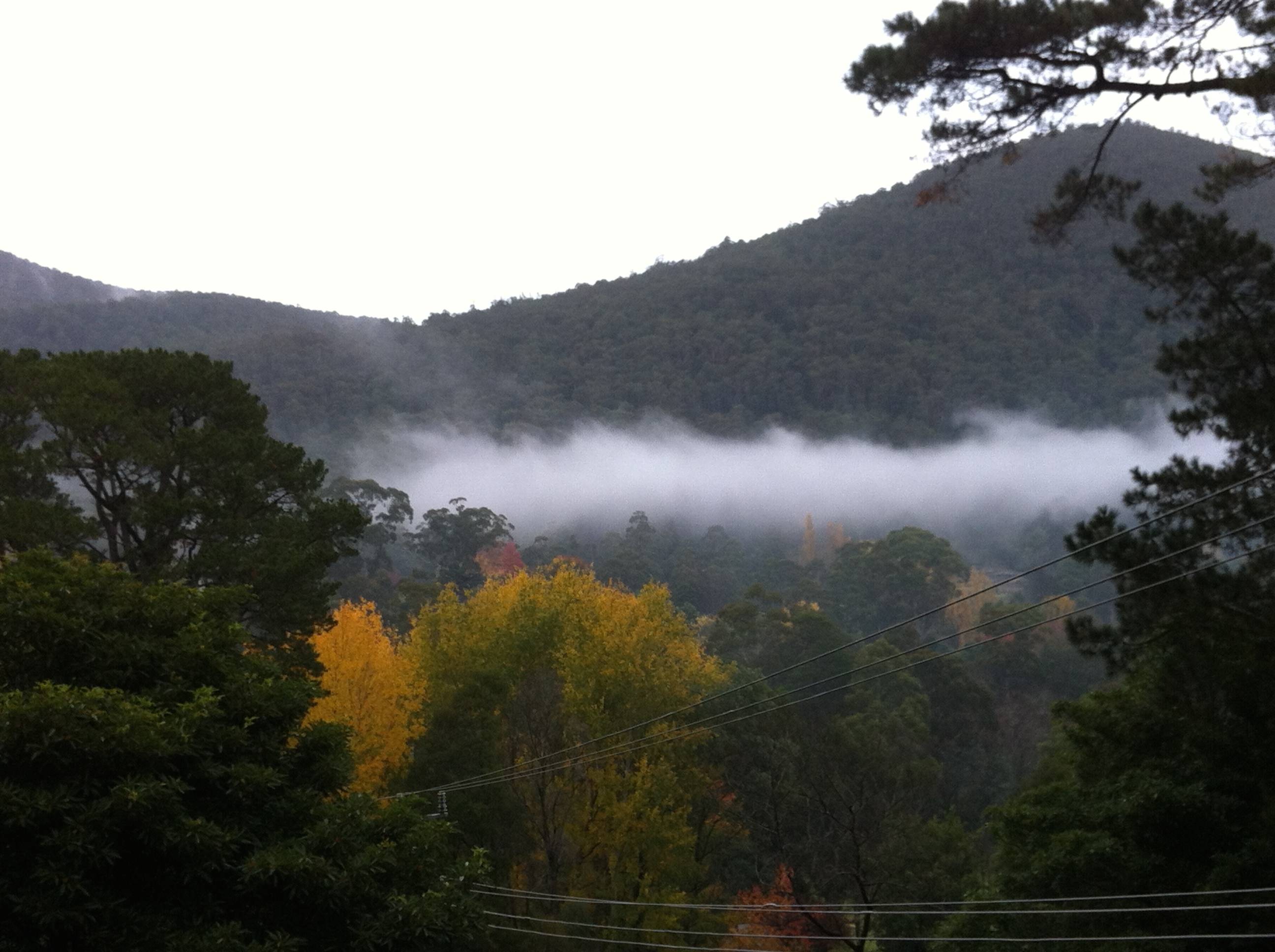 Mt. Little Joe, Warburton. Vic